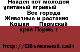 Найден кот,молодой упитаный игривый 12.03.2017 - Все города Животные и растения » Кошки   . Пермский край,Пермь г.